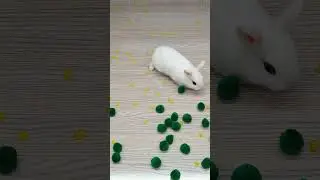 🐇✨ Satisfying 🌈✨ Reverse Video ASMR 🐰🌹 #satisfyingloop  #ytshorts #shorts #asmr #rabbit #funny