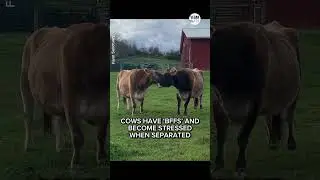 Cows have best friends! 🐮💕🐮