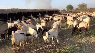 Keekar tree ( Babool) | Best diet for goats in Winter| Ali GoatLand|