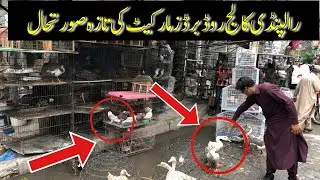 College Road Birds Market Rawalpindi | Ducks | Fancy hens | Pigeons | Birds Market