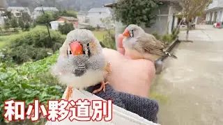 小夥蛋孵把它們養大，不料竟以這種管道道別，滿心不舍卻無可奈何【蒙面鳥哥】