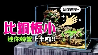 螃蟹不只能吃還能當寵物養，30cm螃蟹缸端上桌！Micro Crab Tank.  Make a Waterfall Paludarium Tank