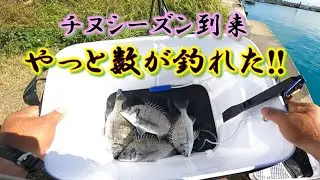【沖縄釣り】やっとノッコミ？数釣り達成!!  南黒鯛釣り　沖縄釣武士撃沈釣行記2025