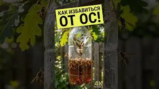 Как просто выловить ос на пасеке и дома. Как избавиться от ос раз и навсегда. #анатолийстрелец