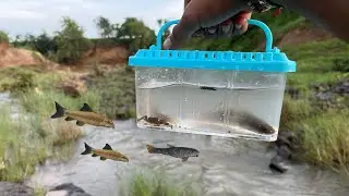 Ye Konsa Fish Mila 😱 #riverfishing part - 1