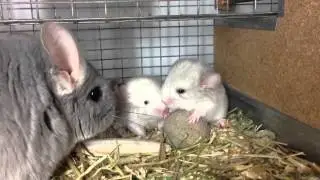 Blue Diamond chinchilla with her two kits 3-day old kits
