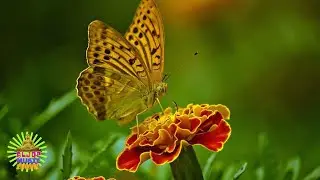 Butterflies In Love - Sir Cubworth.mp3 | Relaxing Music Videos | ALJDP Music Channel.