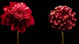 Vicente Calderón - Himno de las flores feat. Niña Polaca