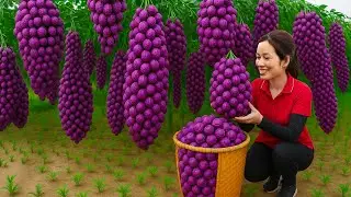Brave Woman Harvests Wampee Cherry Fruit to Sell at Market &ndash; How Delicious Is This Asian Treat?