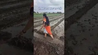 Shetkari Raja # मी शेतकरी बाई #farming # agriculture # village life ❣️