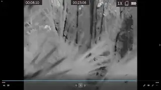 GREEN SWAMP IR FOOTAGE! FOREST CREATURES AMOUNG US!