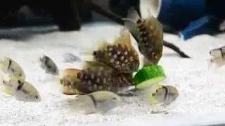 Uaru, try cucumber.