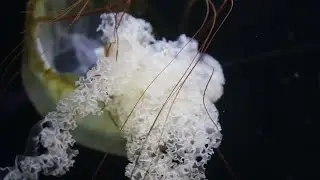Close-Up Of A Jellyfish Stock Video