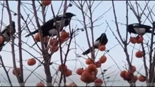 🦅🦅🦅🍅🍅🍅Birds pecking at persimmons...No communication...