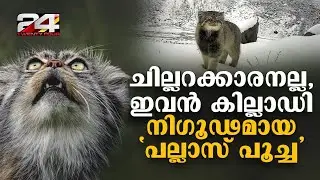 പർവ്വതങ്ങളിൽ മറഞ്ഞിരിക്കുന്ന പല്ലാസ് പൂച്ച അരുണാചലിൽ ആദ്യമായി കാമറയിൽ പതിഞ്ഞു Pallas Cat India
