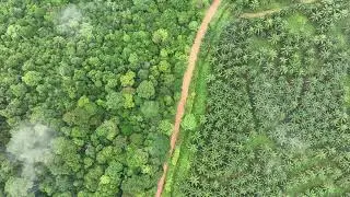 Drone view of rainforest and oil palm in Indonesia