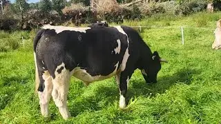 To beef or mart🤔 regenerative farming Ireland 