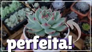 10 suculentas que têm as pontinhas coloridas