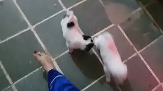 puppies ki training start 😁#dogtraining #dog #funnypupies #puppycomedy #babyanimals