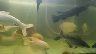 The #Community of group #monster tank All monster my Pet's