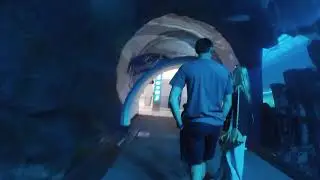 Exploring Dubai Aquarium & Underwater Zoo - Must see Place inside Dubai Mall