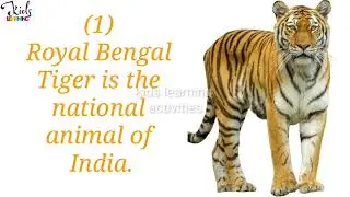 5 lines on Royal Bengal Tiger | National Animal Of India | Speech On Tiger #EssayOnTiger