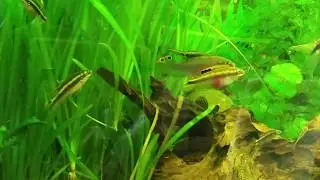 Aufzucht Purpurprachtbuntbarsche im Gesellschaftsaquarium
