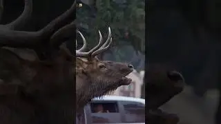 Angry Elk Bull Sounds