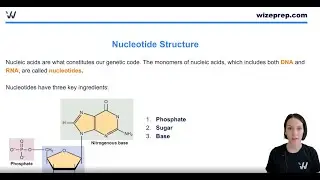 MCAT Biochemistry Nucleotide Structure!