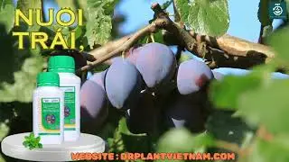 NUTRIACTIVE PHÂN BÓN LÁ – PHỤC HỒI, KÍCH HOẠT SỰ SỐNG CÂY TRỒNG - 0776.400.038 #nutriactive