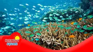 What are Biotic Factors - More Grades 9-12 Science on Harmony Square