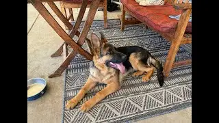 Adorable German Shepherd puppy photo album