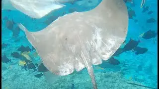 Snorkeling in Maldives with Stingrays