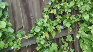 Weeds with bees