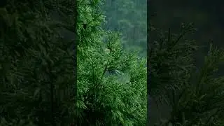 Rain on Pine Trees 🌧️🌲 Forest Calm #asmr #relax #rainoundforsleep