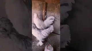 Sultan Breeds ll Fancy Chicken @ Gonar kaji tv