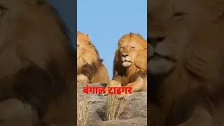 bangal tiger status #religion #viral #tiger #shorts #short #trending #shortvideo #ytshorts #art