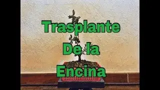 🌳 Trasplante de la encina