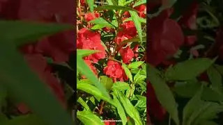 Balsam flower #plantscience4u