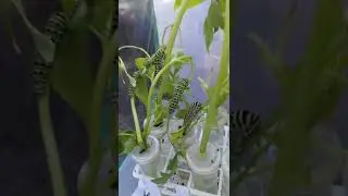 Anise swallowtail (papilio zelicaon) butterfly caterpillars final instar eating before they pupate