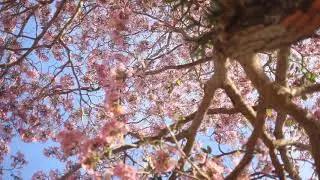 Five minutes under blossoming pink Jacaranda tree