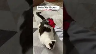 HandsOn Grooming Gloves For Pets | Grooming Our Cat | Cat Videos #cat #catsounds #shorts