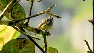 Piculet Speckle Chested 647