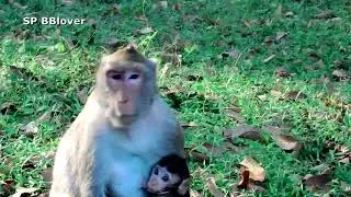 Oh I Don't Like Pig - SP BBlover - Monkey Scare Of Pig