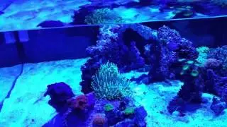Shallow tank top view / kessil a360we corals