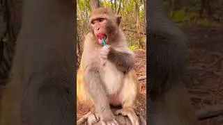 Monkey Taste Lollipop #shorts #shortvideo #ytshorts #monkey #lollipop #nature #candy #funny #cute