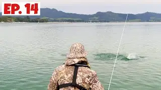 Sharks in the Harbour