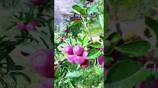 BEST APPLE VARIETY🍎#applefarming #farming #nature #fruit #himachal #kashmir