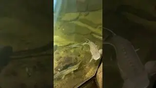 Oregon Zoo