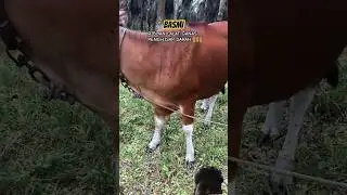 cows are almost stressed!! beat thousand off flood - sucking files #cow #flies #insects #effective